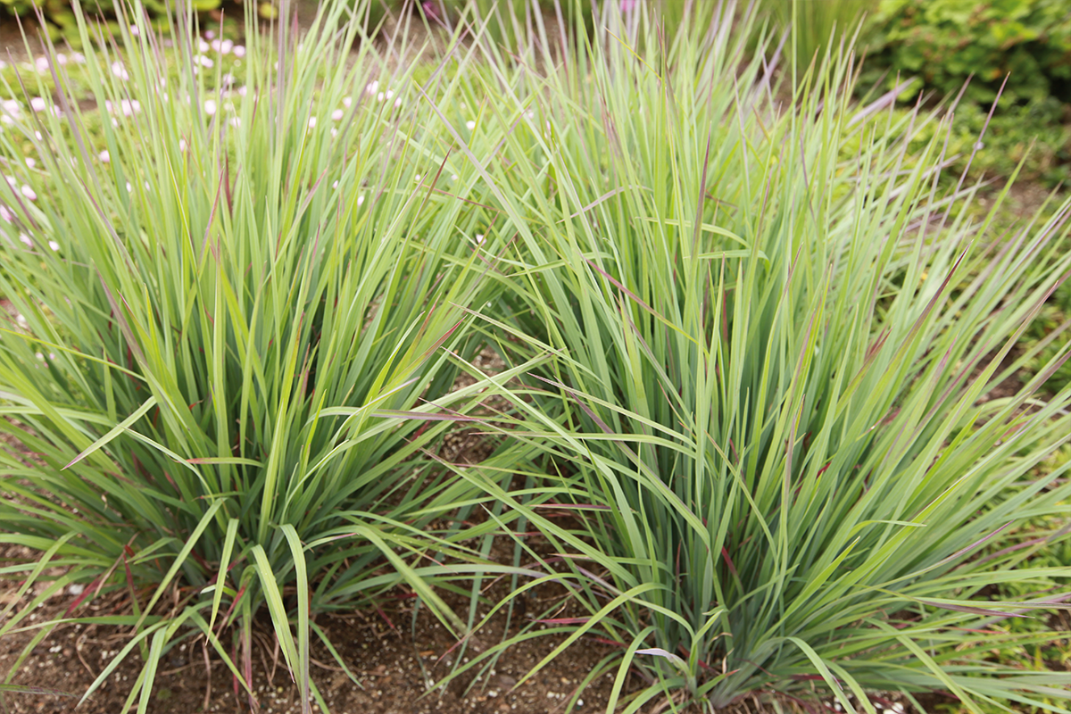 Green ornamental grass plants in a garden bed from Allemon’s Landscape Center, Detroit, Michigan serving the Grosse Pointe, St. Clair Shores, and Detroit Communities since 1929.