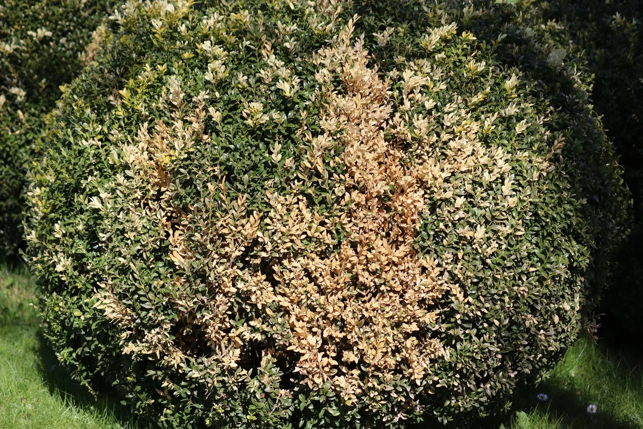Boxwoods vs the Box Tree Moth: How to prevent damage — Allemons ...