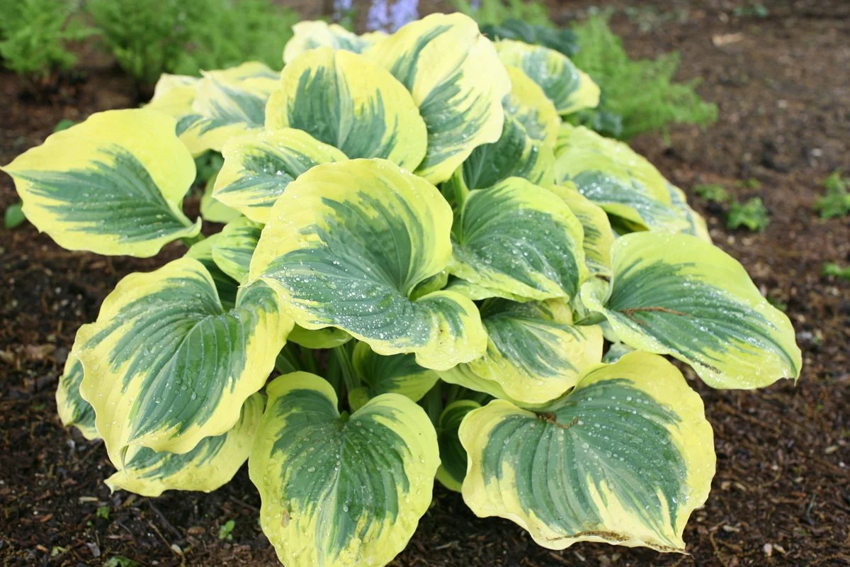 A vibrant yellow and green variegated hosta plant with broad leaves growing in dark, moist soil.