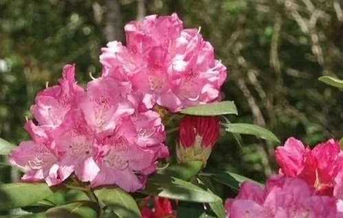 Close-up of pink rhododendron flowers in bloom with green foliage at Allemon’s Landscape Center, Detroit, Michigan serving the Grosse Pointe, St. Clair Shores, and Detroit Communities since 1929.