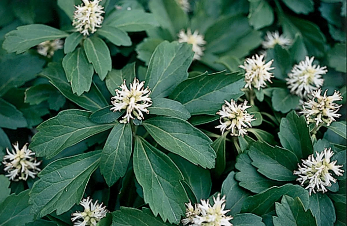 Green leafy plant with small white flower clusters