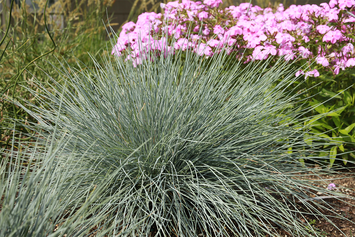 Large ornamental grass with thin, spiky, silver-green leaves in a garden with pink flowering plants in the background.
