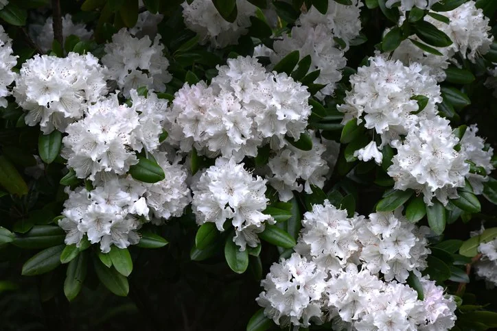 White rhododendron flowers with dark green leaves at Allemon’s Landscape Center, Detroit, Michigan serving the Grosse Pointe, St. Clair Shores, and Detroit Communities since 1929.