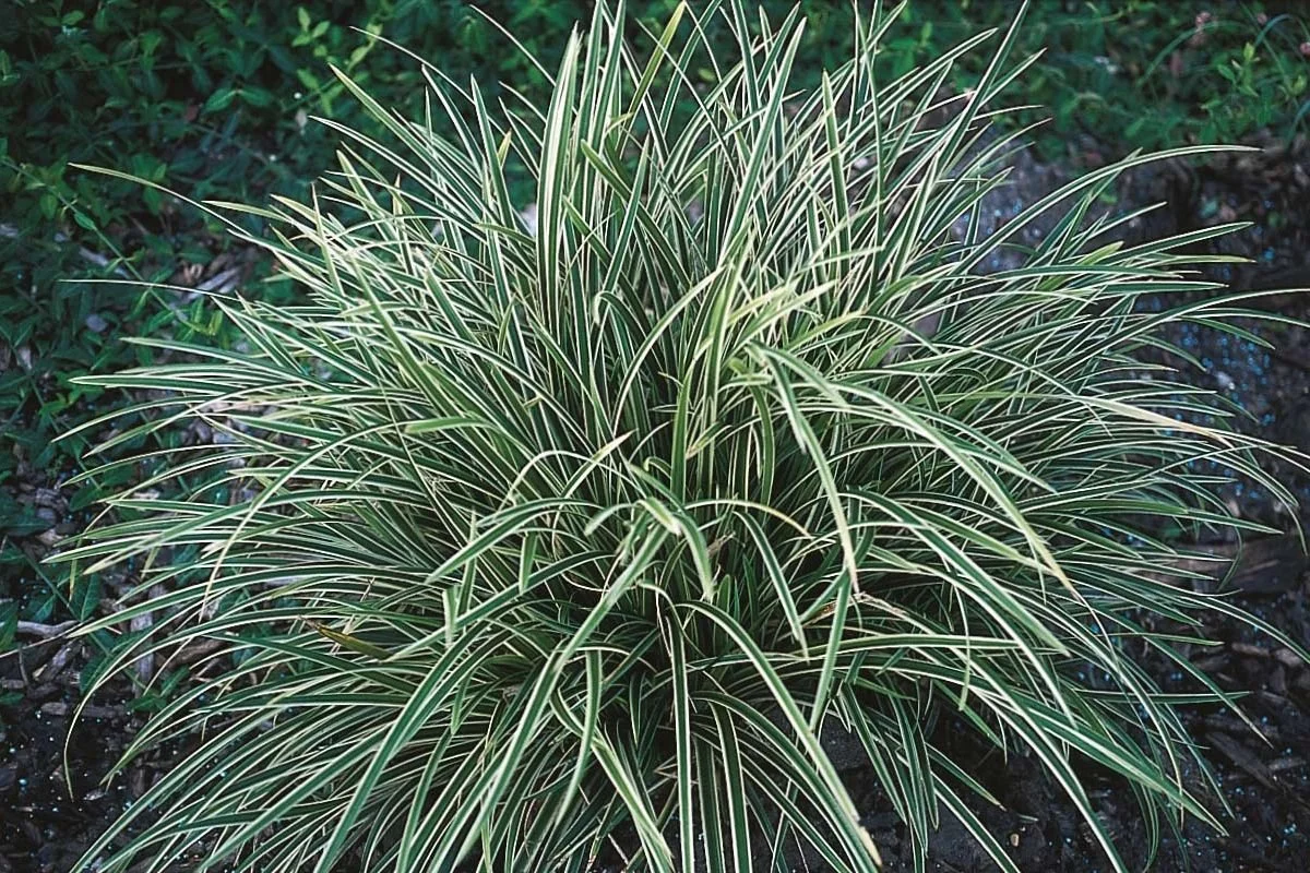 A lush, variegated ornamental grass with long, thin, green and cream-colored striped leaves from Allemon’s Landscape Center, Detroit, Michigan serving the Grosse Pointe, St. Clair Shores, and Detroit Communities since 1929.
