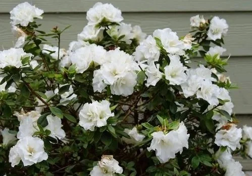 A lush shrub with white flowers and dark green leaves in front of a gray house siding at Allemon’s Landscape Center, Detroit, Michigan serving the Grosse Pointe, St. Clair Shores, and Detroit Communities since 1929.