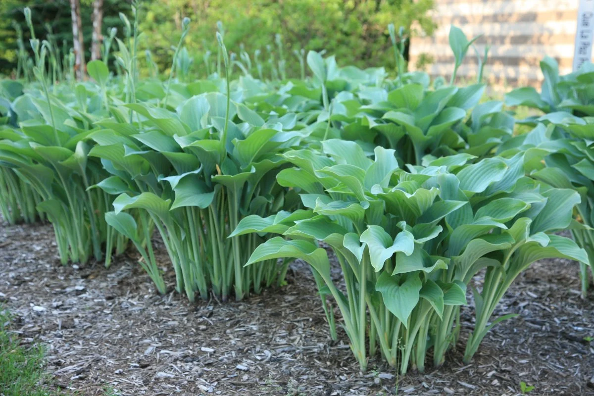 Green hosta plants growing in a garden bed with mulch from Allemon’s Landscape Center, Detroit, Michigan serving the Grosse Pointe, St. Clair Shores, and Detroit Communities since 1929.