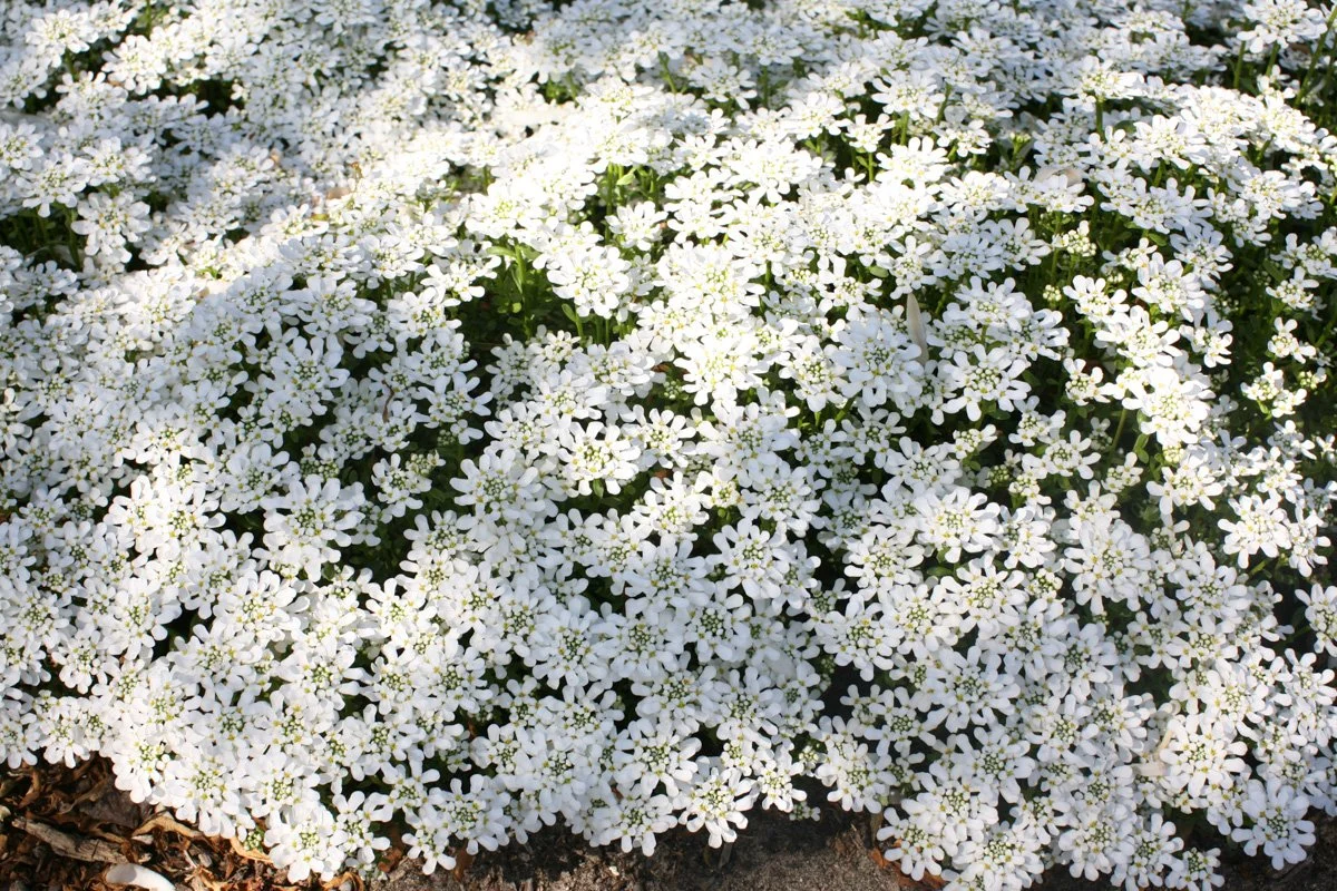 A dense patch of small white flowers with green leaves, possibly created by a ground cover plant.