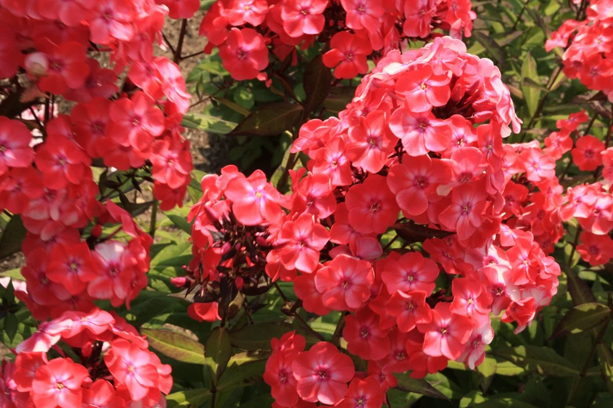 Clusters of bright pink and red flowers on green leafy plants.