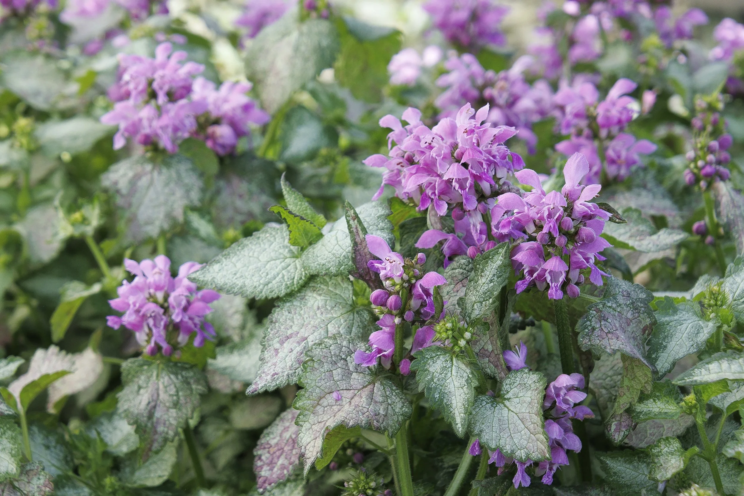 Close-up image of light purple flowers and green foliage.