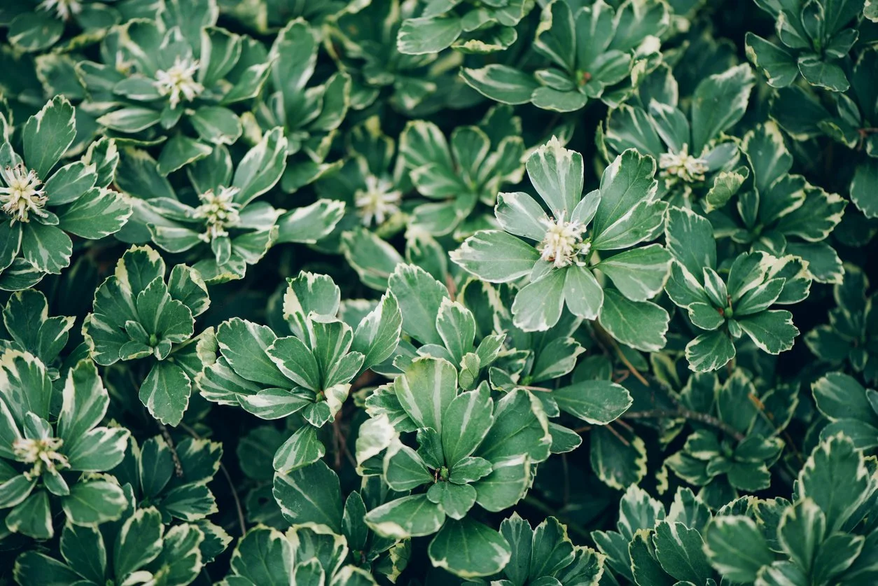 Close-up of variegated green and white leaves from a dense shrub or ground cover plant.