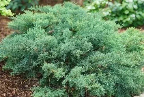 A lush green shrub with dense, feathery foliage.