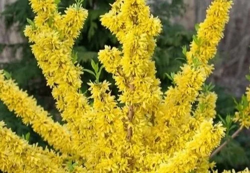 Bright yellow flowering plant with tall, spike-like flower clusters at Allemon’s Landscape Center, Detroit, Michigan serving the Grosse Pointe, St. Clair Shores, and Detroit Communities since 1929.
