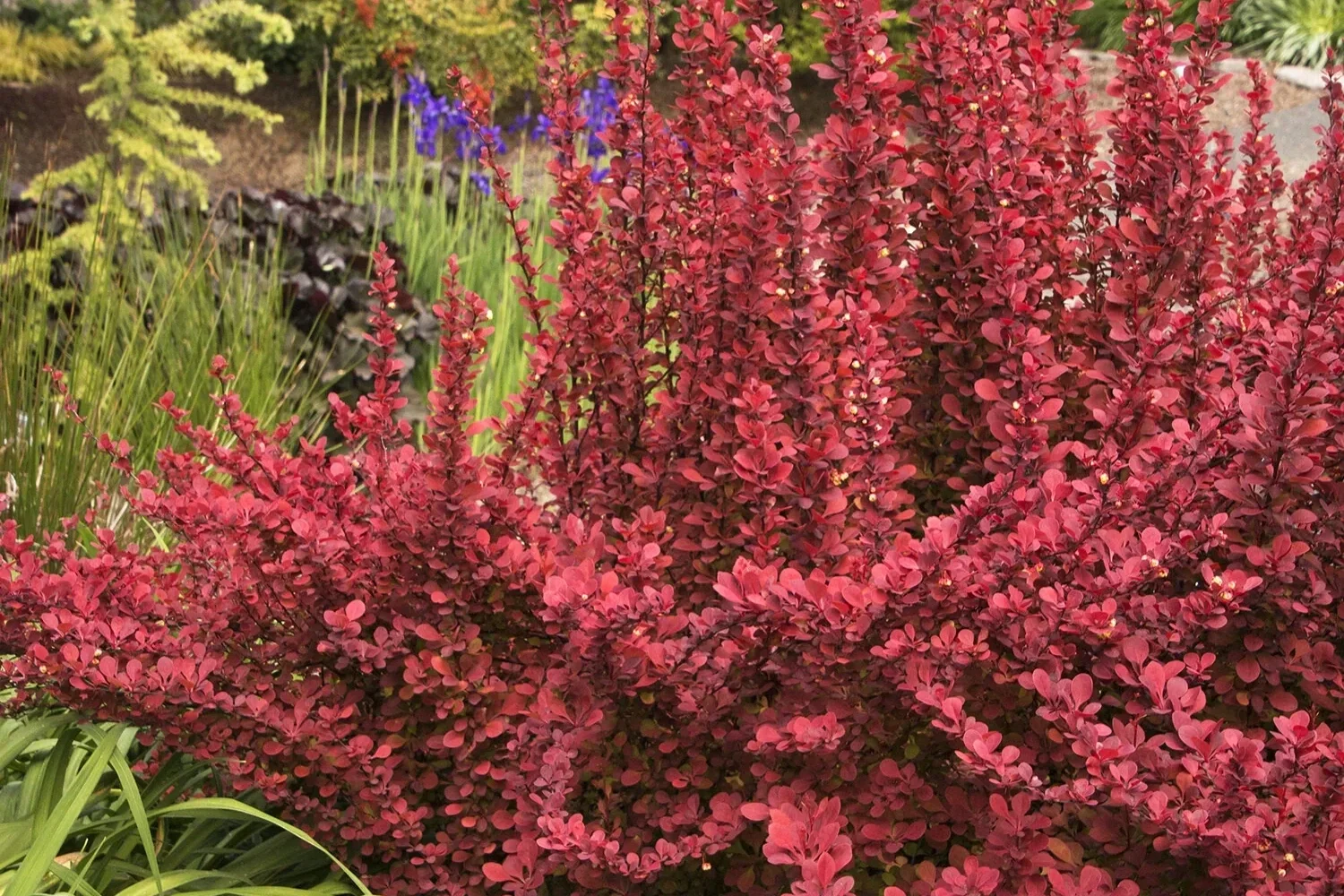 Close-up of a garden with vibrant red and purple flowering plants and lush green foliage.