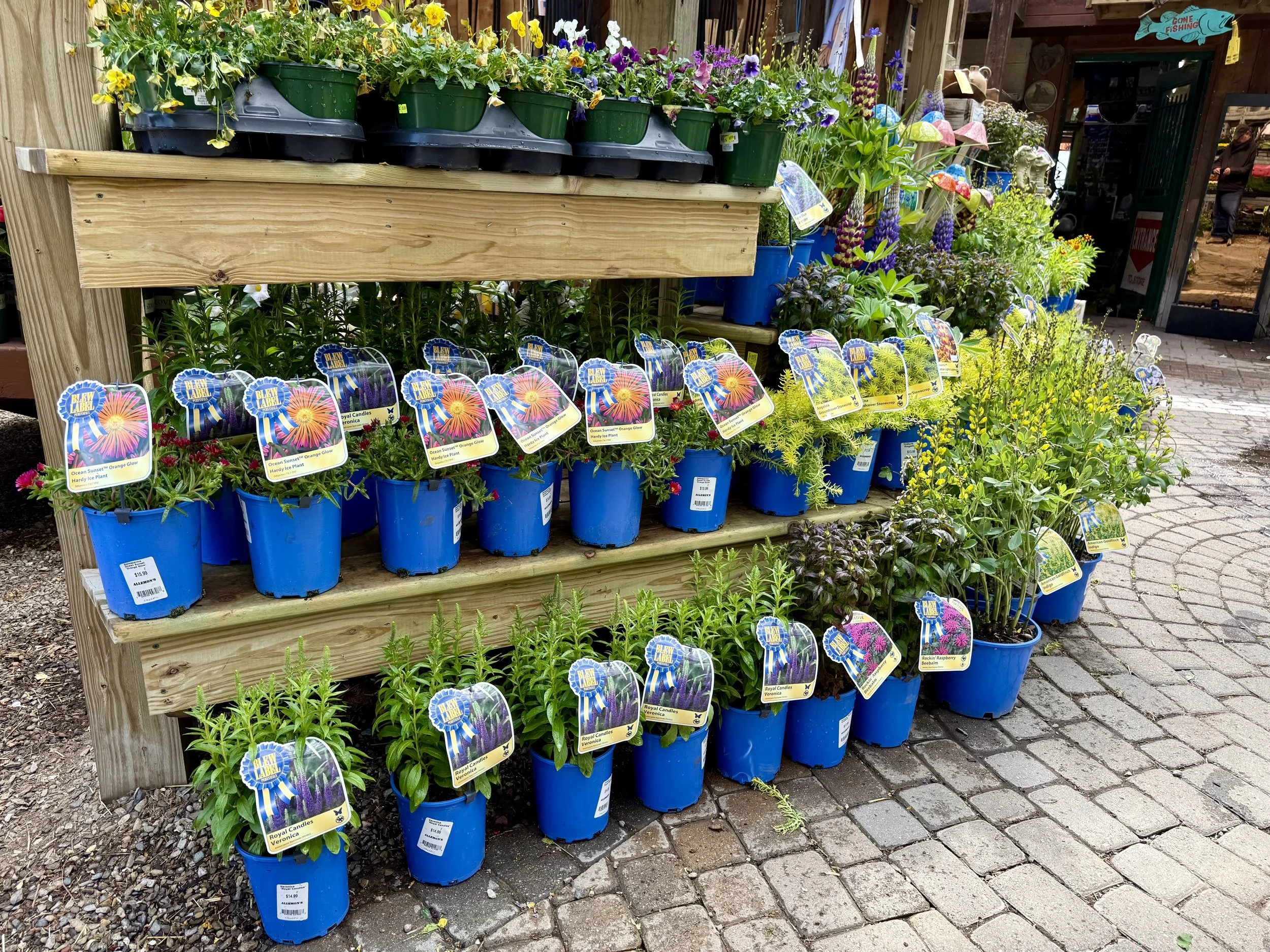A display of perennials on a wooden stand at Allemon's Landscape Center, Grosse Pointe, Michigan.