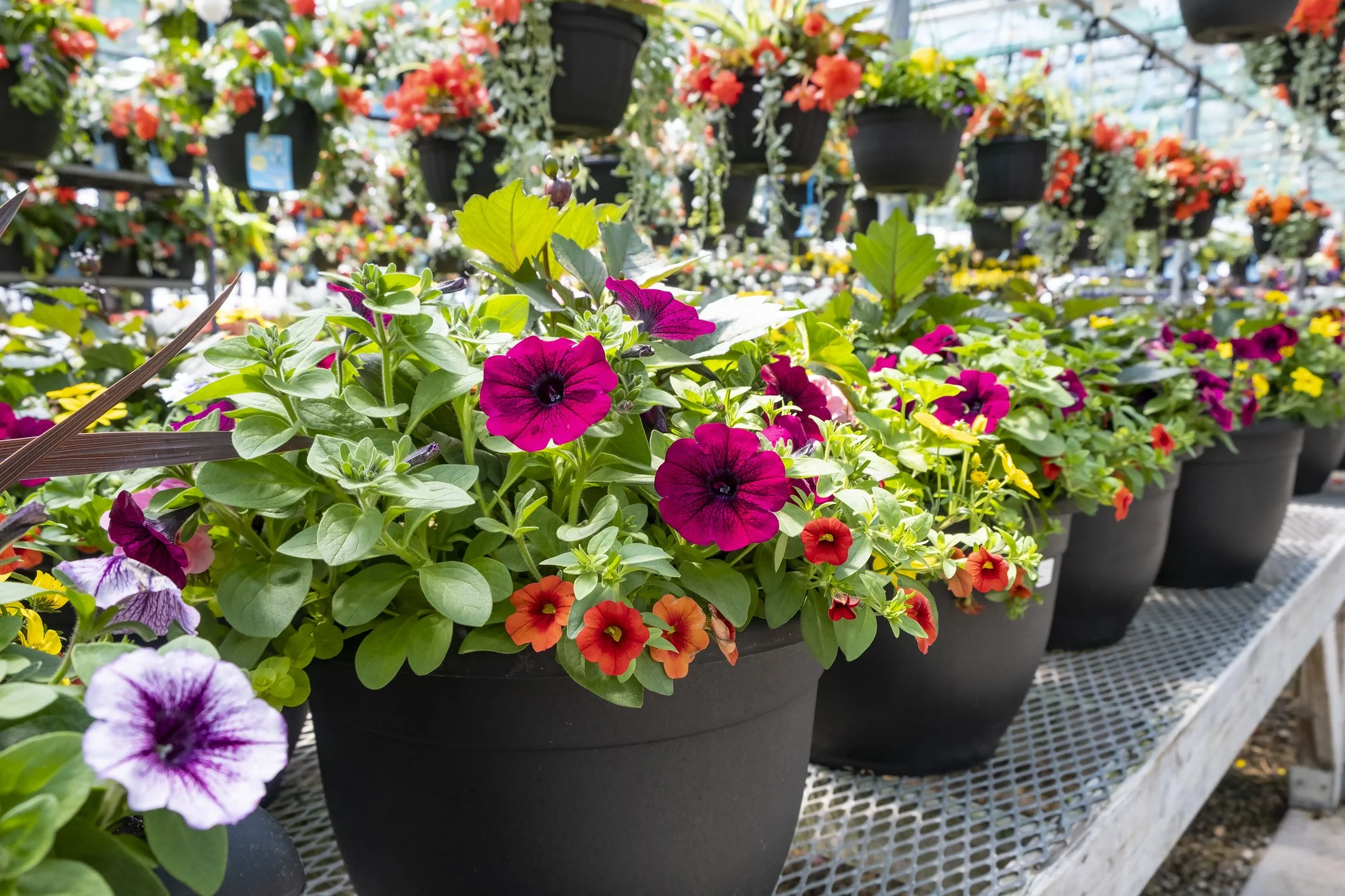 Colorful flowers in pots inside a greenhouse or garden center, with pink, purple, yellow, and red blooms, hanging and placed on a metal grid shelf.