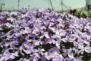 A large cluster of light purple hyacinth flowers in bloom.