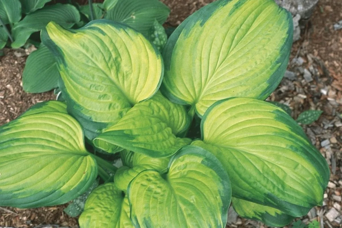 Close-up of yellow and green variegated hosta leaves in a garden from Allemon’s Landscape Center, Detroit, Michigan serving the Grosse Pointe, St. Clair Shores, and Detroit Communities since 1929.
