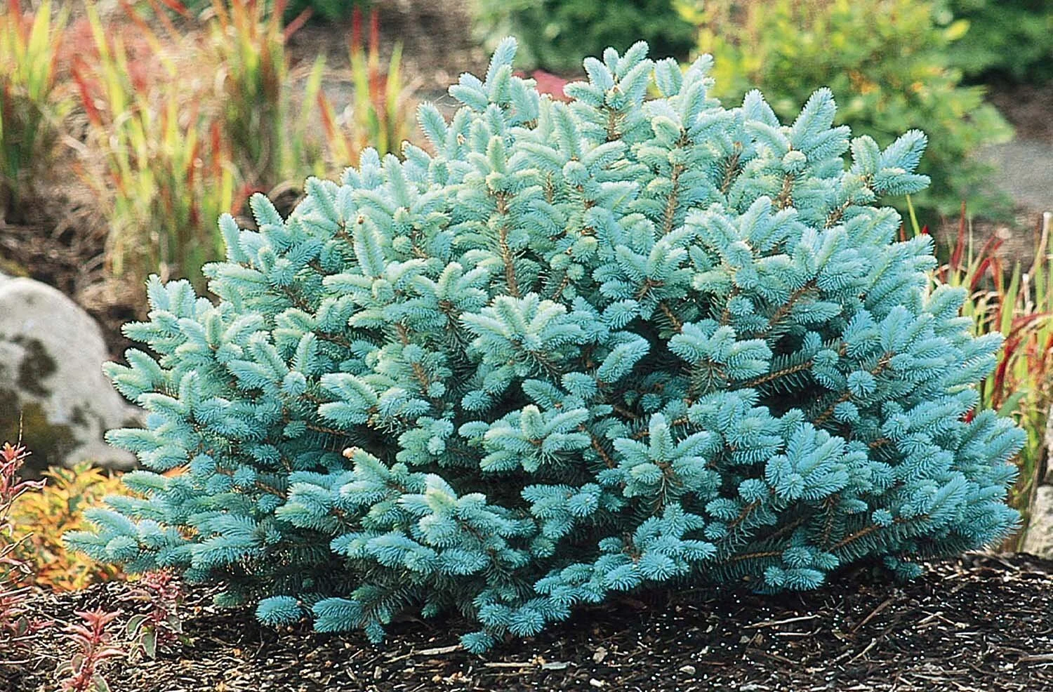 A lush, dense blue-green coniferous bush or small tree, possibly a juniper, growing in garden soil with other plants and rocks nearby.