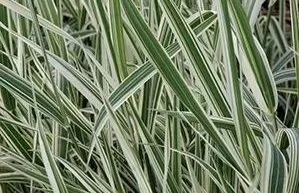 Close-up of variegated green and white grass or plant leaves from Allemon’s Landscape Center, Detroit, Michigan serving the Grosse Pointe, St. Clair Shores, and Detroit Communities since 1929.