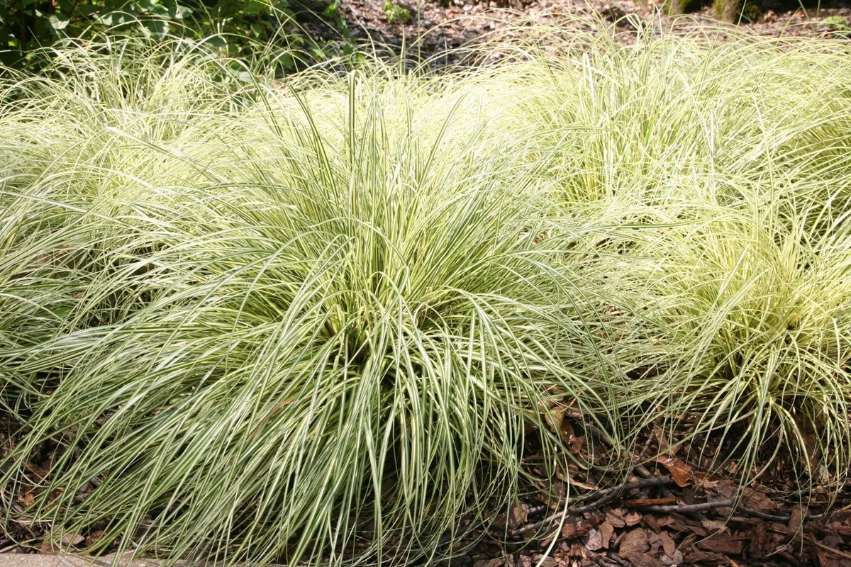 Close-up of ornamental grass with long, narrow, green and cream-colored leaves growing in a garden bed from Allemon’s Landscape Center, Detroit, Michigan serving the Grosse Pointe, St. Clair Shores, and Detroit Communities since 1929.