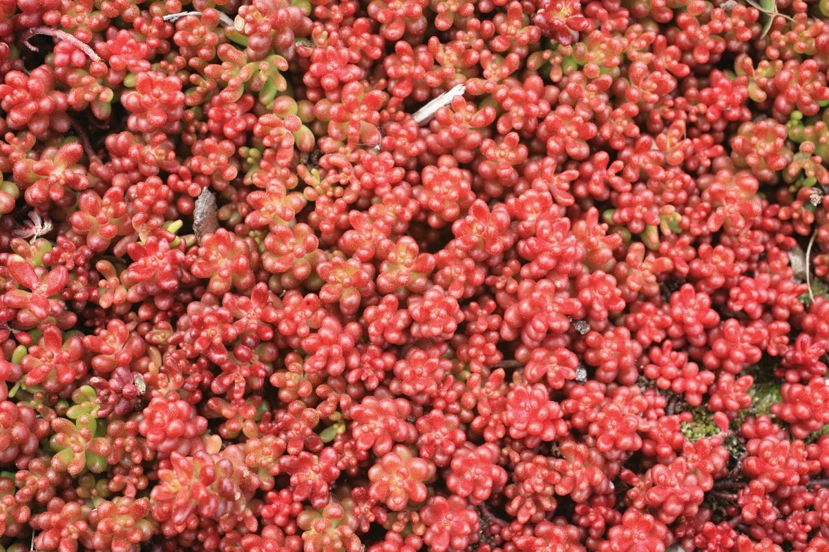 Close-up of small, round, red and green succulent plants.