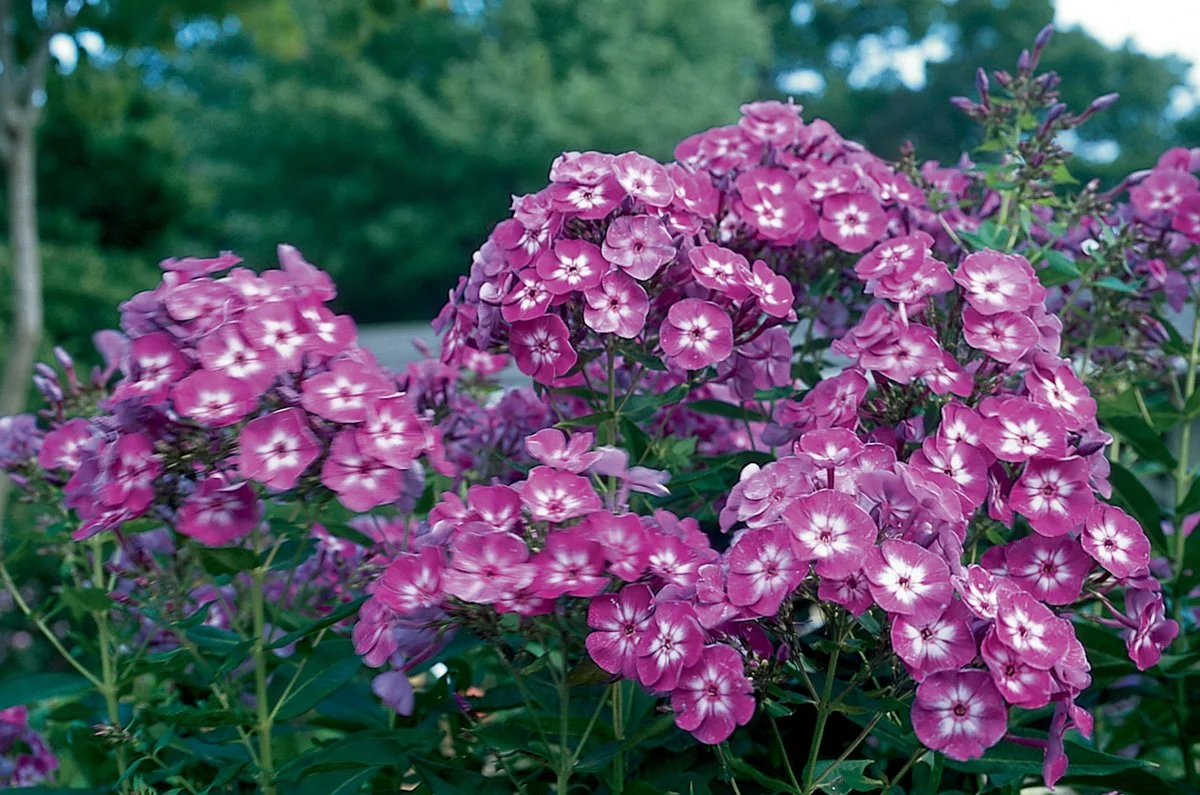 Pink and purple phlox flowers blooming in a garden with green trees in the background.