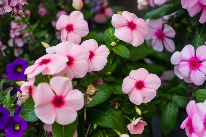 Blooming vinca flowers at Allemon Landscape Center, Detroit, Michigan, 48236.