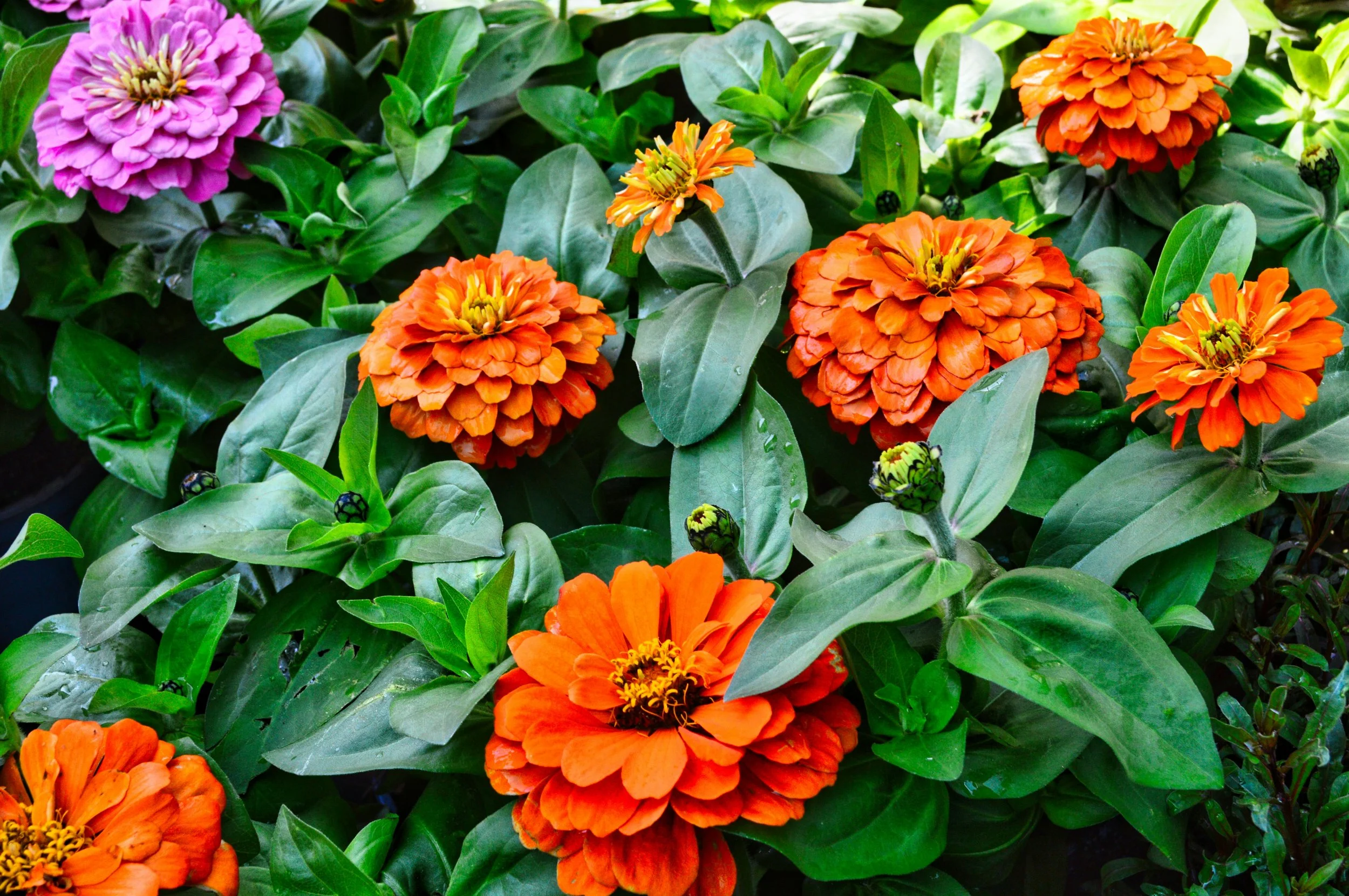 Bright orange and pink zinnia flowers among green leaves at Allemon's Landscape Center in Detroit, Michigan.