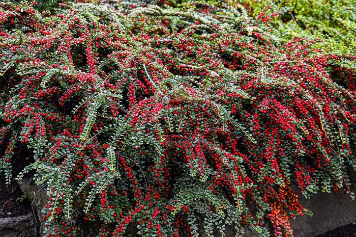 Close-up of a Cotoneaster plant with many small red berries and green leaves at Allemon’s Landscape Center, Detroit, Michigan serving the Grosse Pointe, St. Clair Shores, and Detroit Communities since 1929.