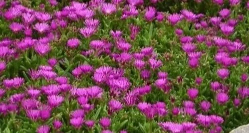 A field of pink and purple flowers with green leaves.