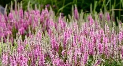 Pink and purple flowers blooming in a garden with green foliage in the background.