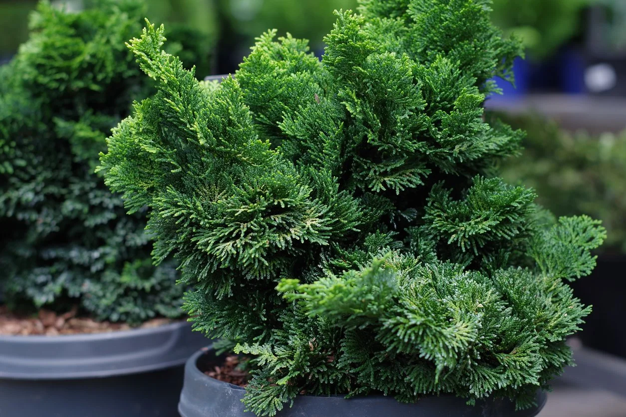 Close-up of a Dwarf Hinoki Cypress with dense, textured foliage at Allemon’s Landscape Center, Detroit, Michigan serving the Grosse Pointe, St. Clair Shores, and Detroit Communities since 1929.