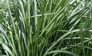 Close-up of green grass or plants with long, narrow leaves from Allemon’s Landscape Center, Detroit, Michigan serving the Grosse Pointe, St. Clair Shores, and Detroit Communities since 1929.