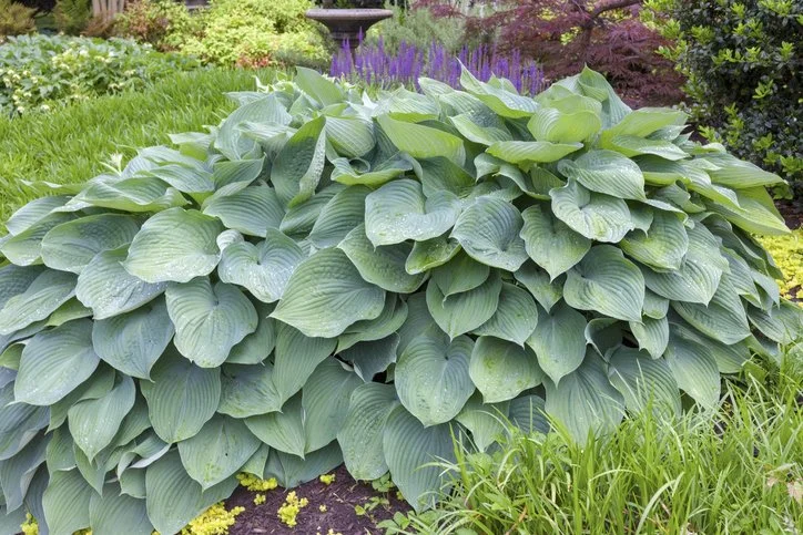 A large green hosta plant with broad leaves in a garden with purple flowers and shrubs in the background.