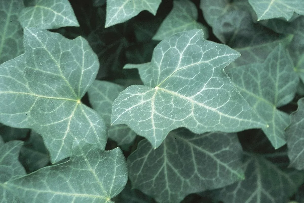 Close-up of green ivy leaves with prominent vein patterns.