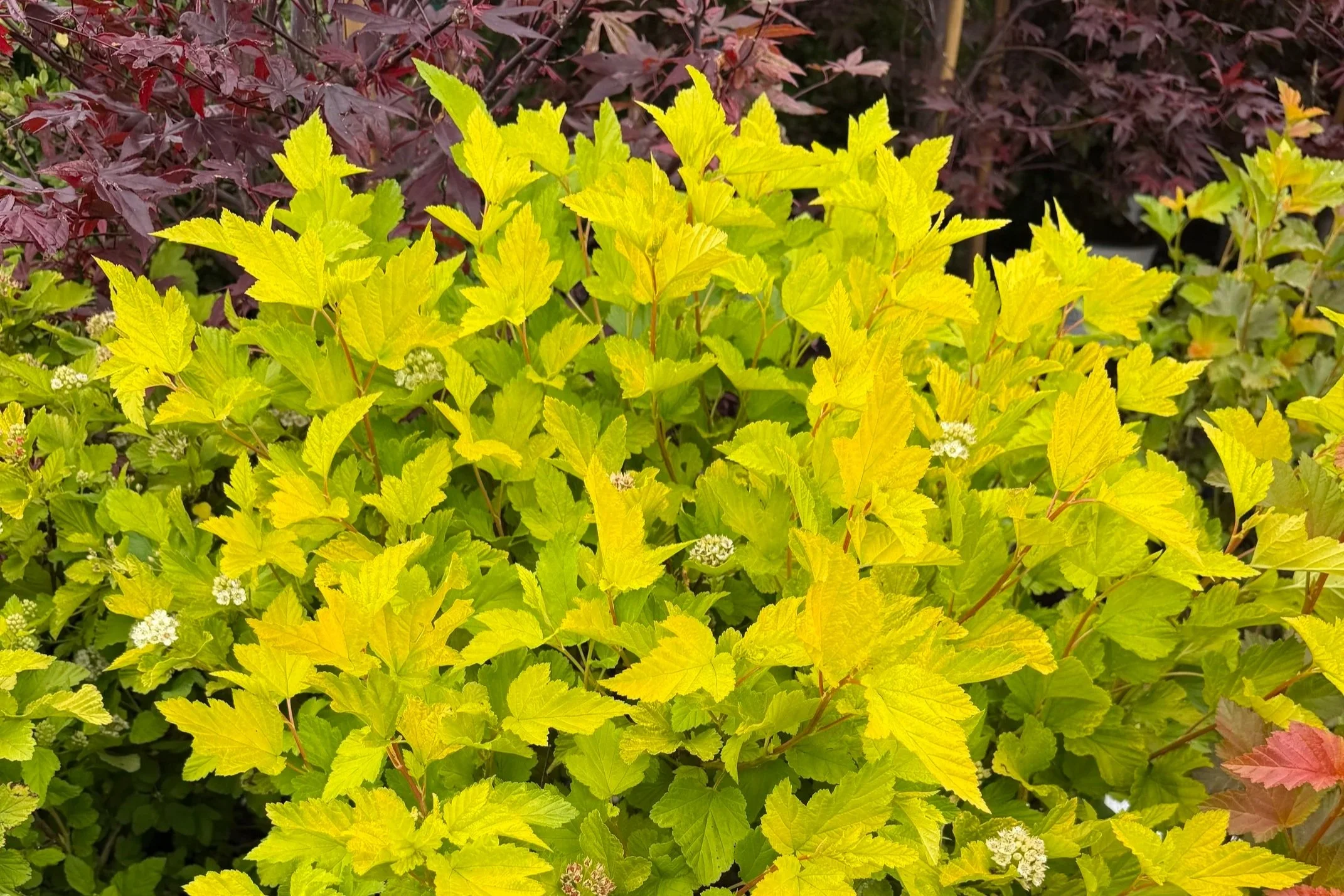 Bright yellow leafy plants with some small white flowers, surrounded by darker red and green leaves.