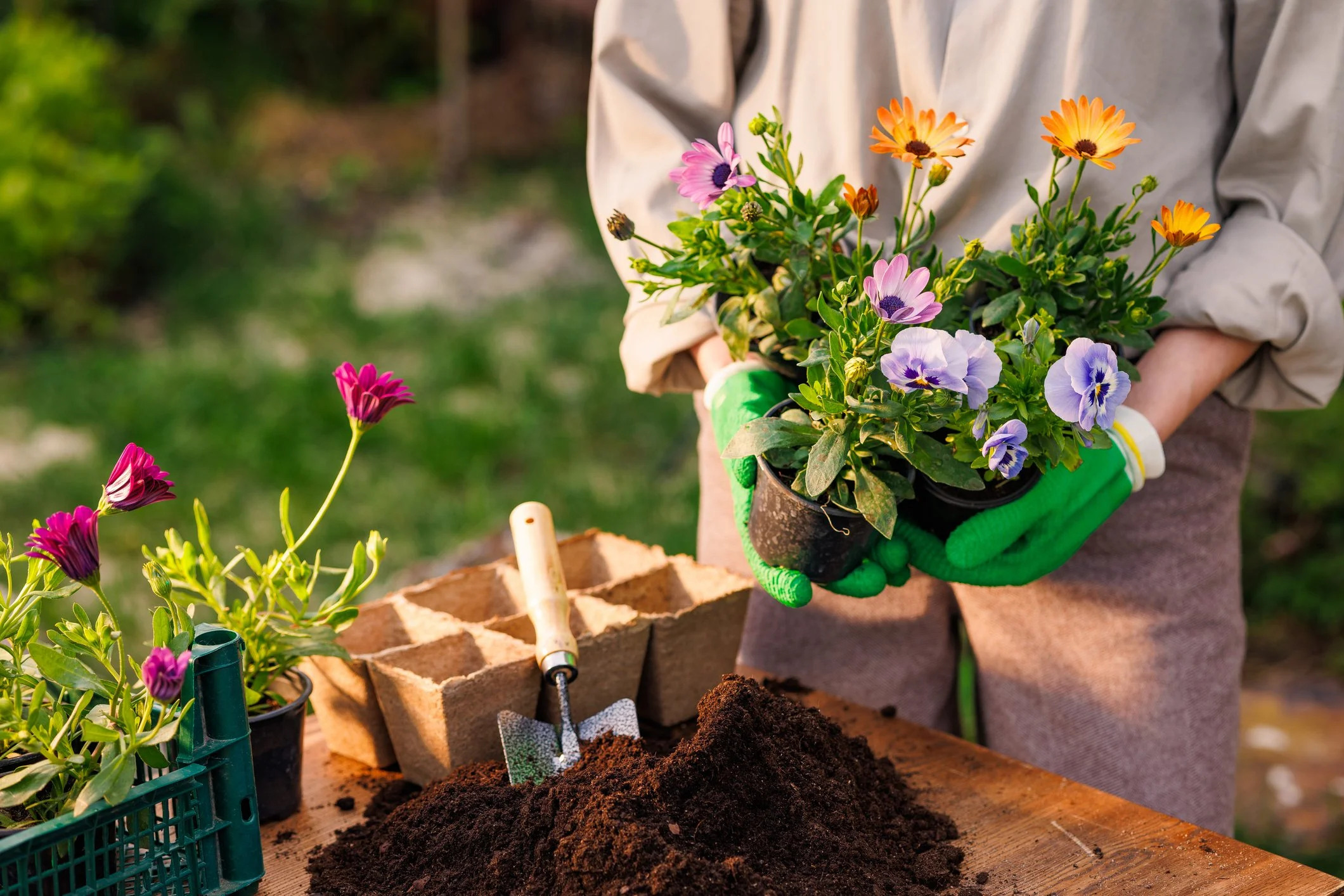 A person planting a colorful flowering plant in soil, wearing green gardening gloves and a beige jacket, with gardening tools and soil on a wooden surface.