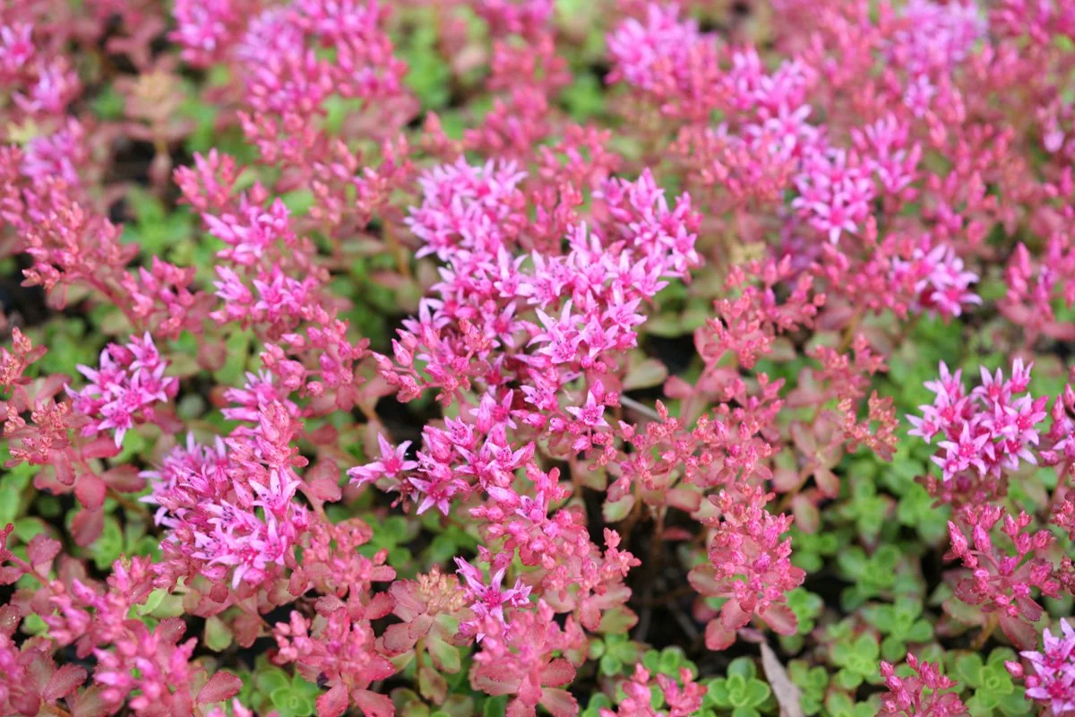 Close-up of vibrant pink and purple flowering plants with small leaves.