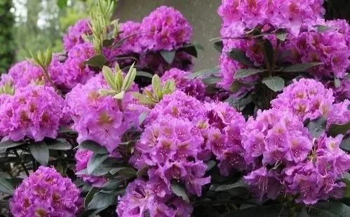 Clusters of vibrant pink and purple flowers with green leaves at Allemon’s Landscape Center, Detroit, Michigan serving the Grosse Pointe, St. Clair Shores, and Detroit Communities since 1929.