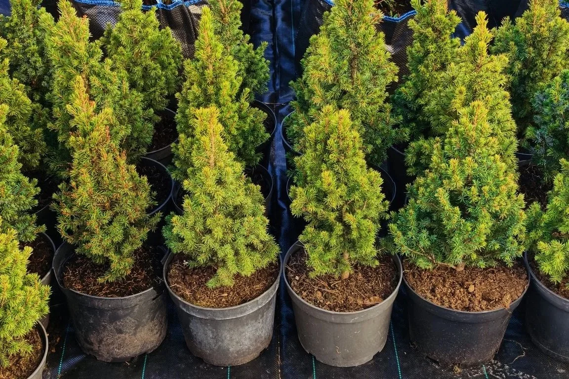 Rows of potted evergreen trees growing in black plastic containers.