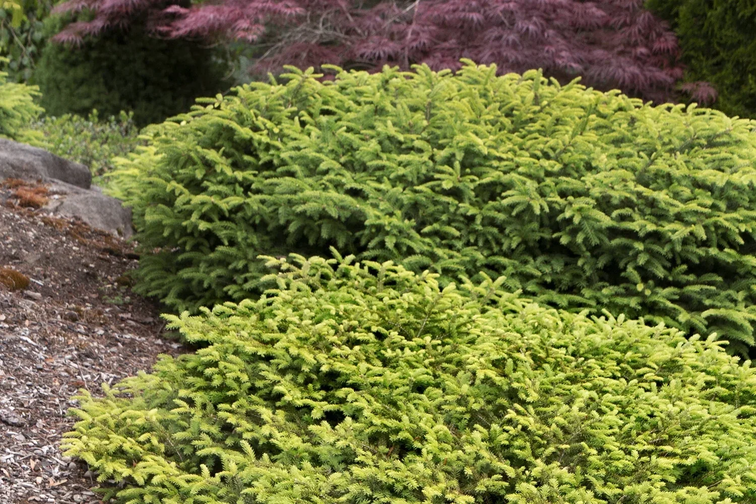 Several lush green bushes and small trees in a garden with some purple and dark green foliage in the background.