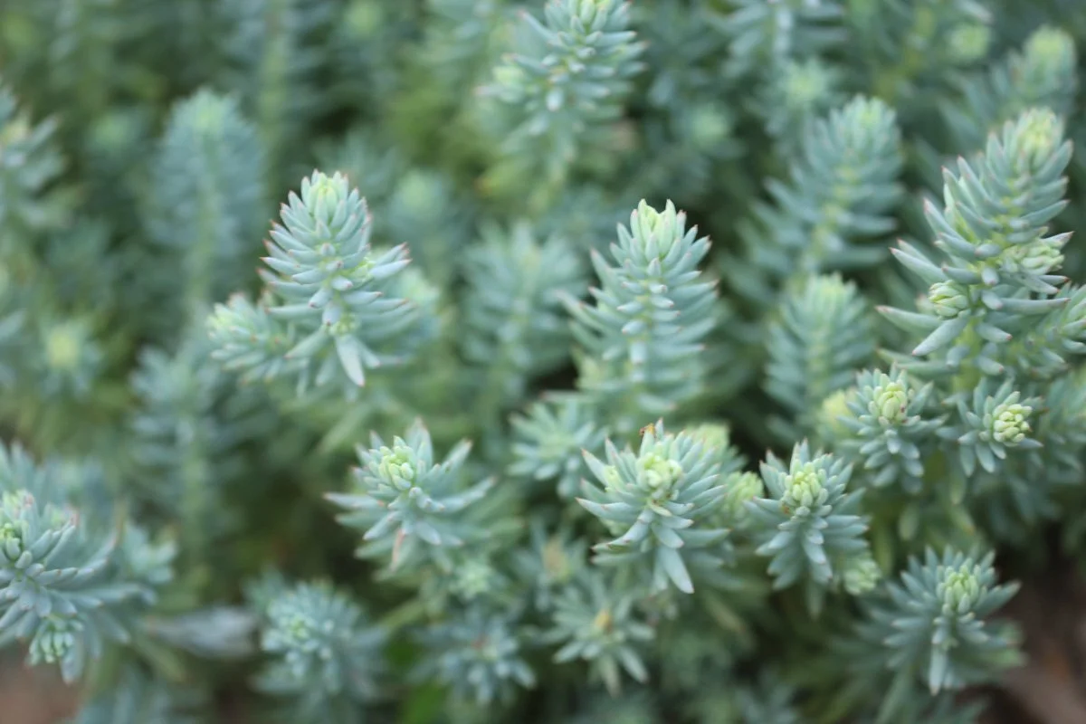 Close-up view of blue-green succulent plants with dense, pointed leaves.