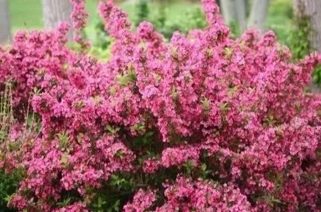 A large bush of pink azalea flowers in bloom at Allemon’s Landscape Center, Detroit, Michigan serving the Grosse Pointe, St. Clair Shores, and Detroit Communities since 1929.