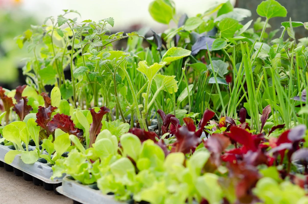 A selection of spring vegetable plants including lettuce, spinach, and other greens at Allemon's Landscape Center in Detroit, Michigan.