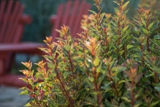 Close-up of green and reddish bushes with blurred red chairs in the background.