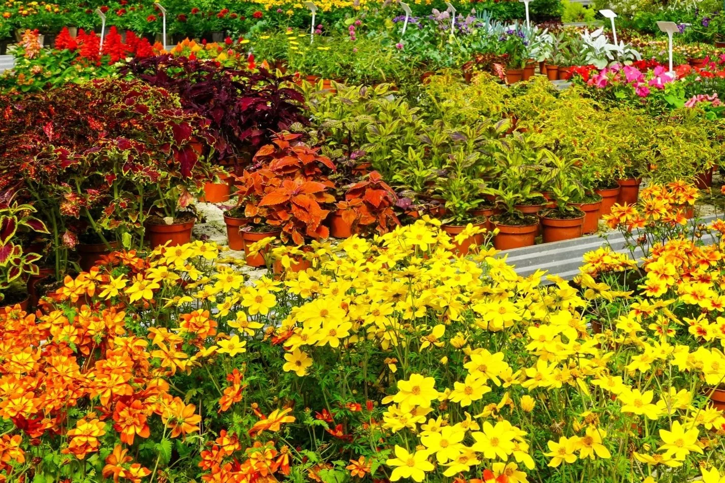 Colorful garden with various blooming flowers in pots, including yellow, orange, red, purple, and pink, arranged on tiered shelves at Allemon's Landscape Center.