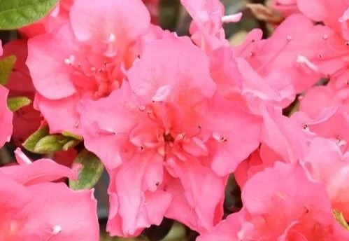 Pink azalea flowers in bloom with green leaves at Allemon’s Landscape Center, Detroit, Michigan serving the Grosse Pointe, St. Clair Shores, and Detroit Communities since 1929.
