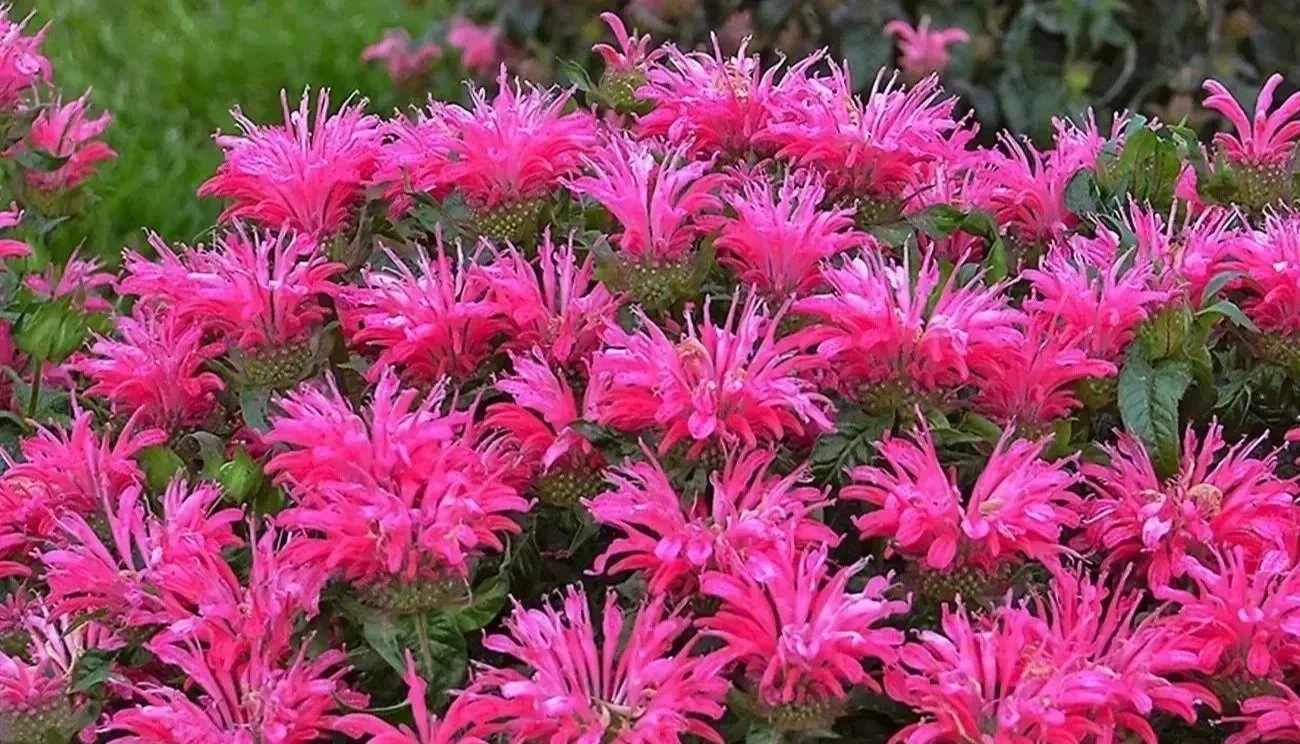 A garden bed full of vibrant pink Monarda flowers with green leaves.