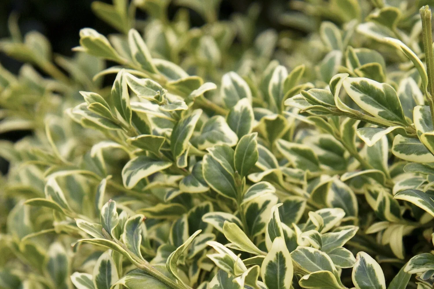 Close-up of variegated green and yellow leaves on a shrub