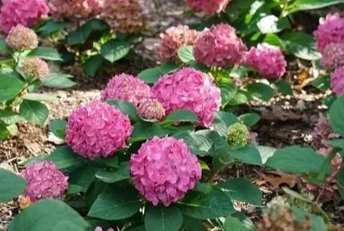 Pink and purple hydrangea flowers in a garden at Allemon’s Landscape Center, Detroit, Michigan serving the Grosse Pointe, St. Clair Shores, and Detroit Communities since 1929.